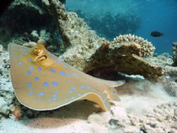 blue spoted ray (Quseir,Egypt) by Dourieu Charles 